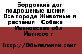 Бордоский дог подрощеные щенки.  - Все города Животные и растения » Собаки   . Ивановская обл.,Иваново г.